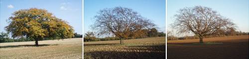 lone-oak-warnham-sussex-england-october-november-december-by-roadsofstone