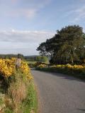 gorse in flower may morning banchory devenick aberdeenshire scotland by roadsofstone